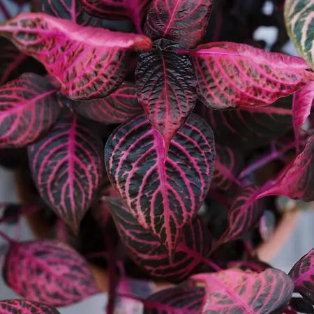 Ξενοδοχείο Bruci